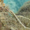 Shultz's Pipefish