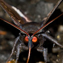 Moth