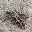 White-lined Sphinx