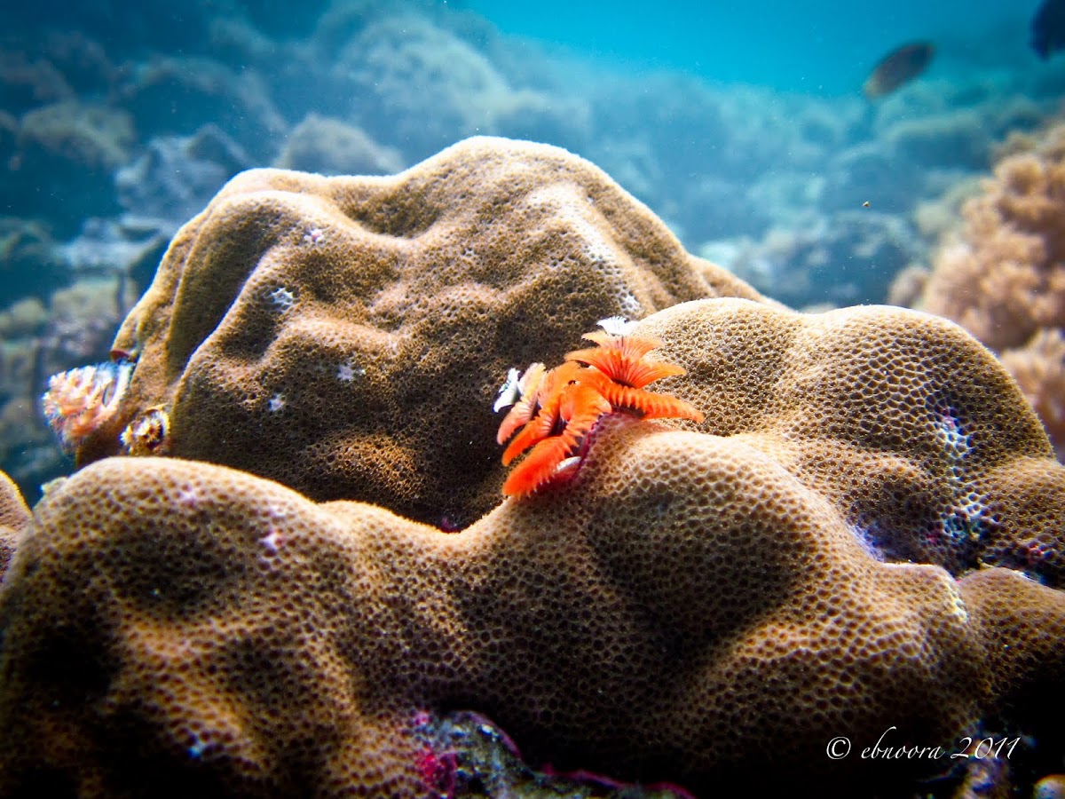 Orange Christmas Tree Worm