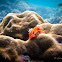 Orange Christmas Tree Worm