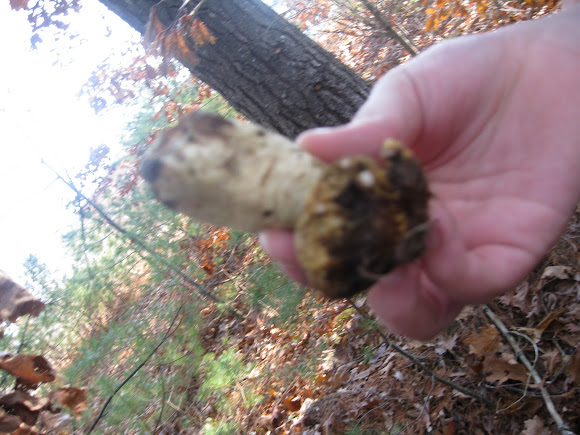 Spotting Image 1