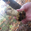 Puffball