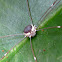 Harvestman baby