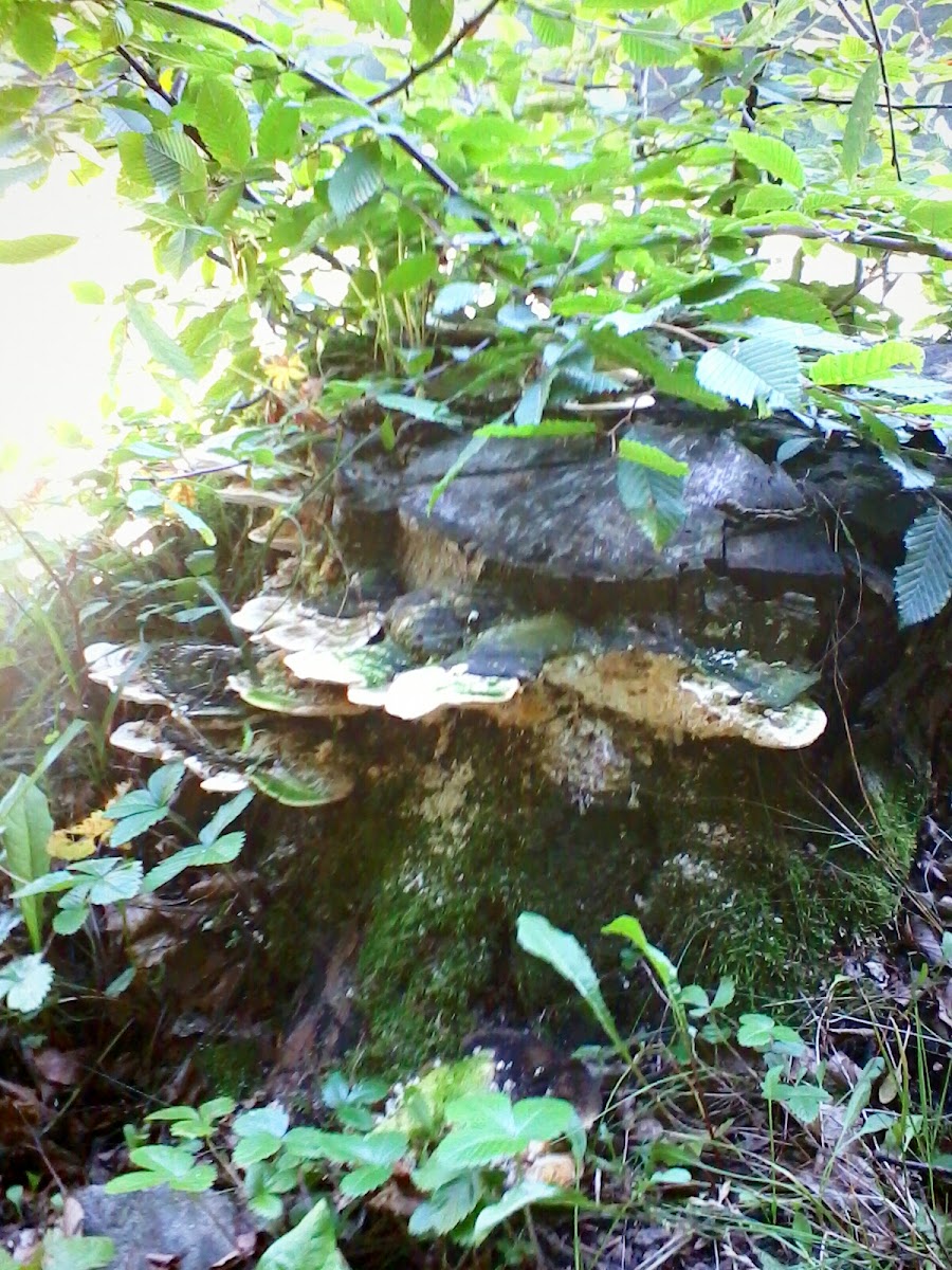 mushrooms
