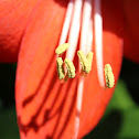 Lily