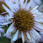 Santa Barbara Daisy