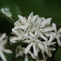 Coffee flower & Coffee berry
