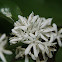 Coffee flower & Coffee berry