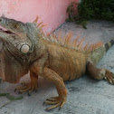 Iguana