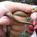 Garter Snake