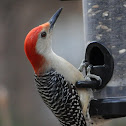 Red-Bellied Woodpecker