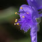 Spiderwort