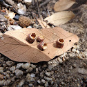 Cynipidae