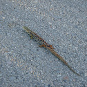 Southern Alligator Lizard