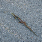 Southern Alligator Lizard