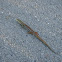 Southern Alligator Lizard