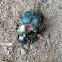 Rainbow Scarab