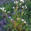 White Flower