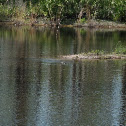Alligator