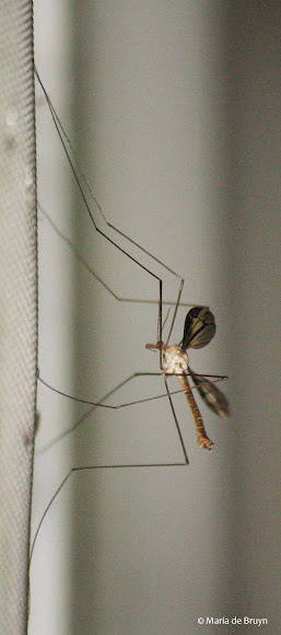 Spotting Image 1