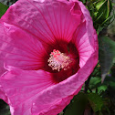 hibiscus