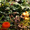 Vermilion Hygrophorus