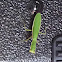 Garden Mantid