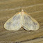 The Beggar Moth