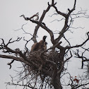 White-Backed Vulture nest
