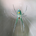 long-jawed orbweaver