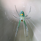 long-jawed orbweaver