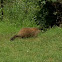 Groundhog