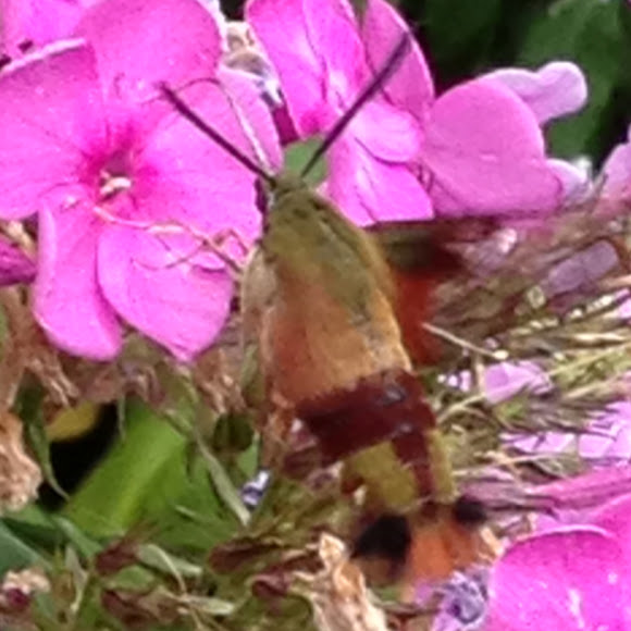 hummingbird moth ontario: Hummingbird Moth. Hemaris Thysbe. Spotting Image 1