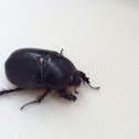 Black beetle