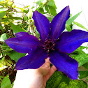 Clematis "Sir Garnet Wolseley": Blue