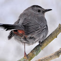 Gray Catbird
