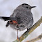 Gray Catbird
