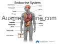 Endocrine System 1: Overview
