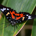 Moth