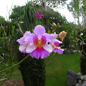 Orchidea