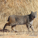 Bobcat