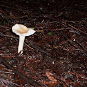 Funnel Clitocybe