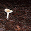 Funnel Clitocybe