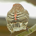 Purple Finch