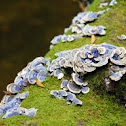 Blue Turkeytail