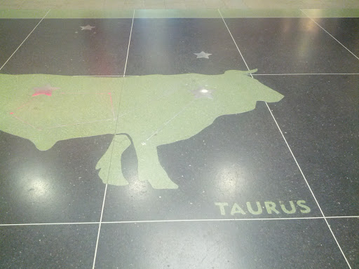 Oxen Taurus
