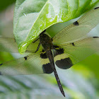 Yellow Striped Flutterer