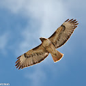 Red-tailed Hawk