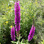 Purple loosestrife